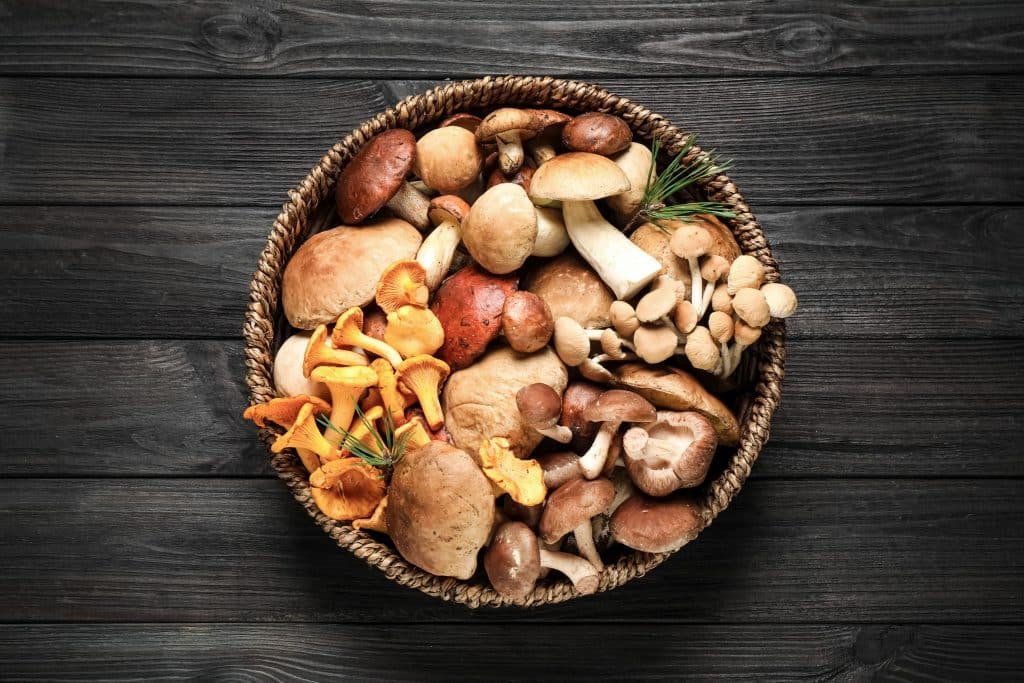 Bowl of different mushroom species