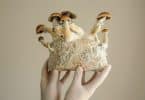 Mushrooms and their mycelium network