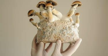 Mushrooms and their mycelium network