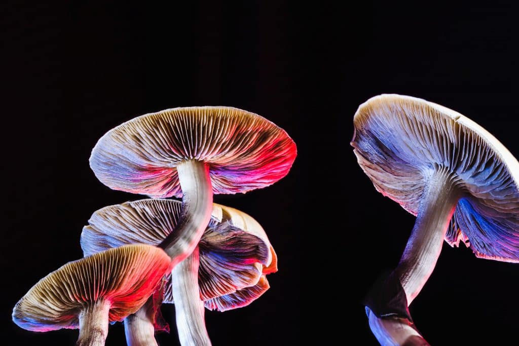 Psilocybin Cup judges different aspects of magic mushrooms