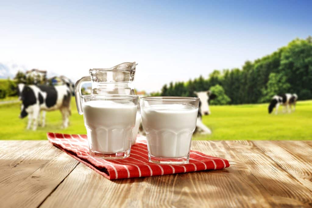 THC is naturally infused into milk when cows eat hemp