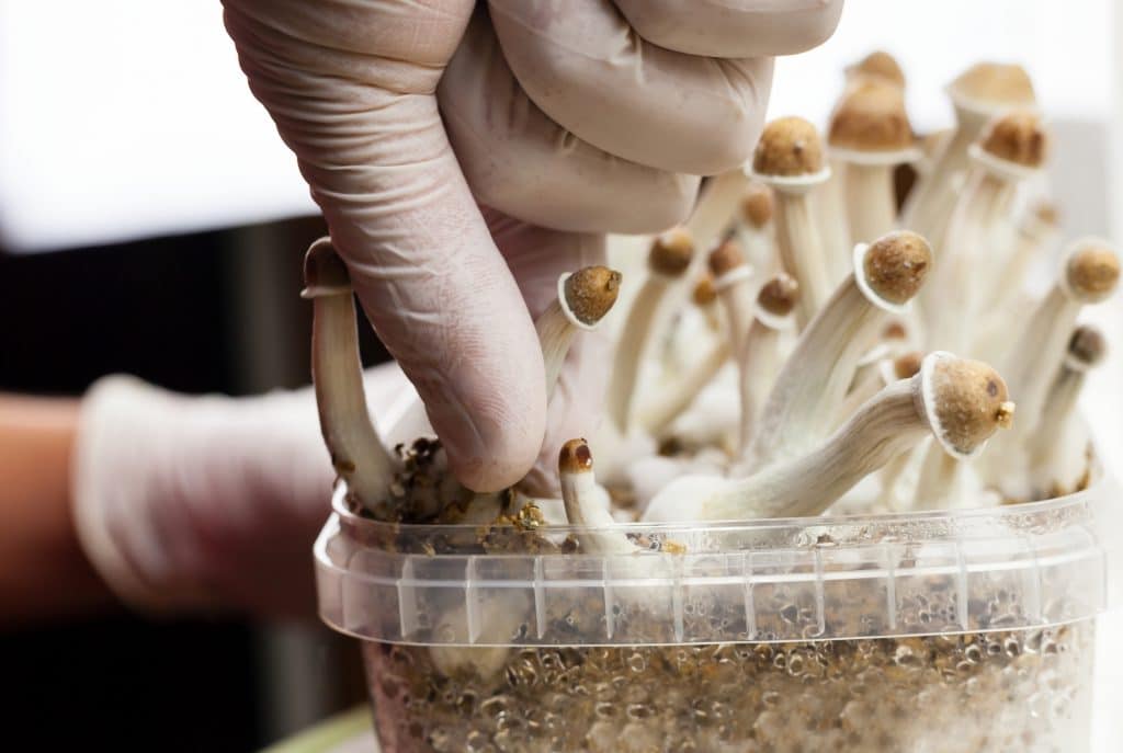 DIY mushroom spores