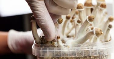DIY mushroom spores