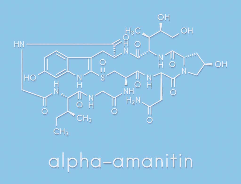 α-amanitin in Amanita phalloides can fight cancer