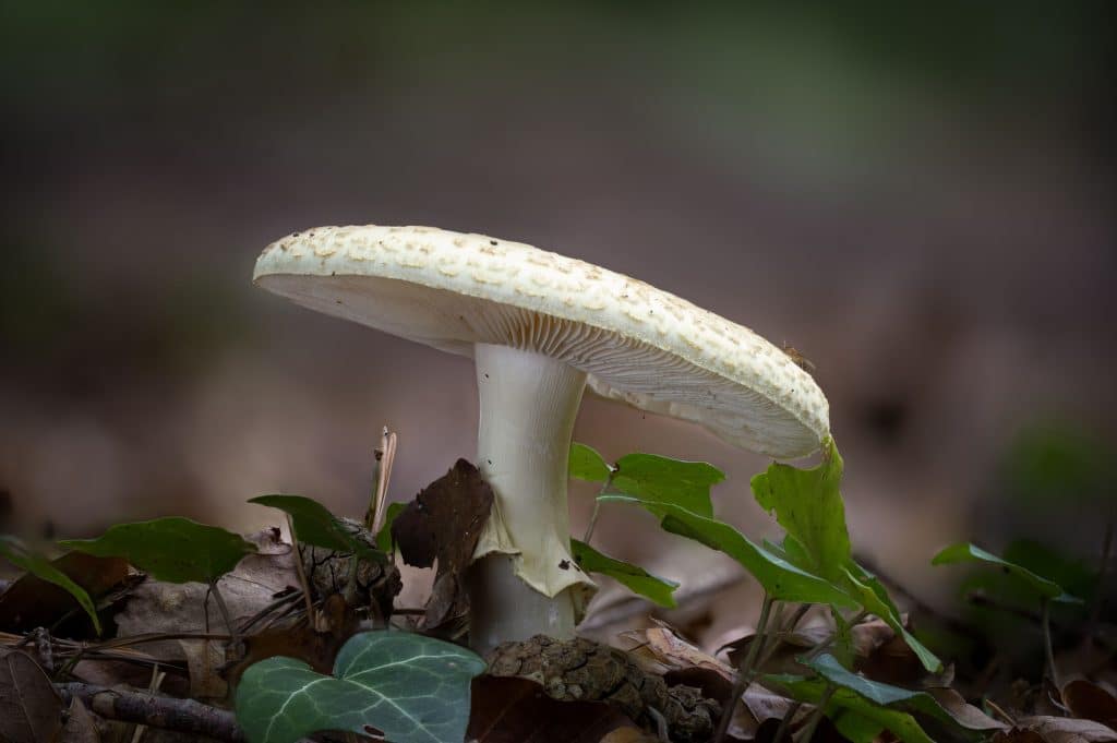 Amanita citrina mushroom
