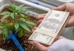 Cannabis industry giants based on market capital