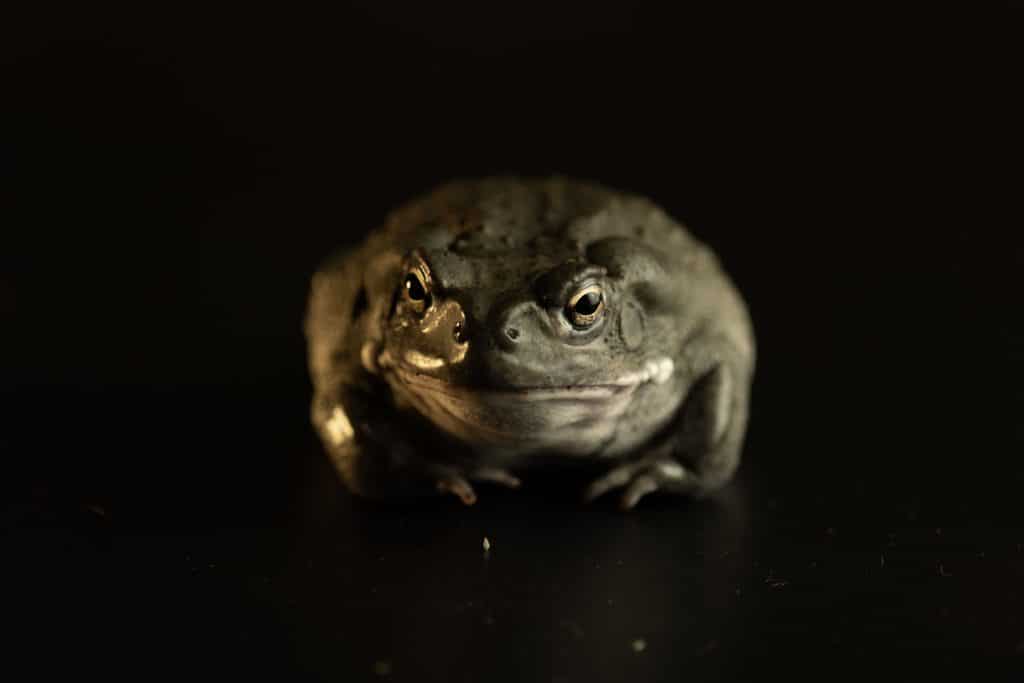 Colorado River Toad is known to have bufotenin