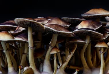 salem mushrooms