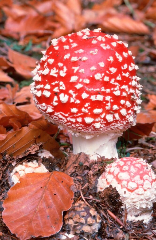 Amanita Muscaria