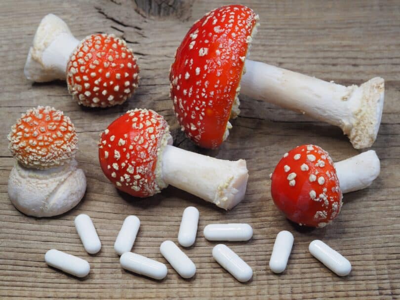 Amanita Mushroom Capsules