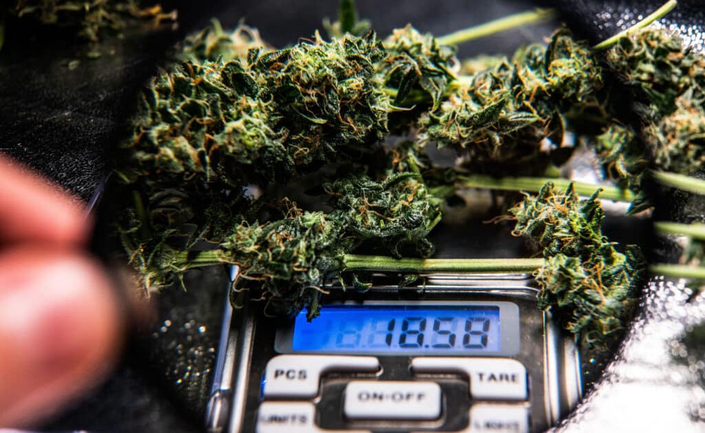 THC and THCA measured on dry weight basis