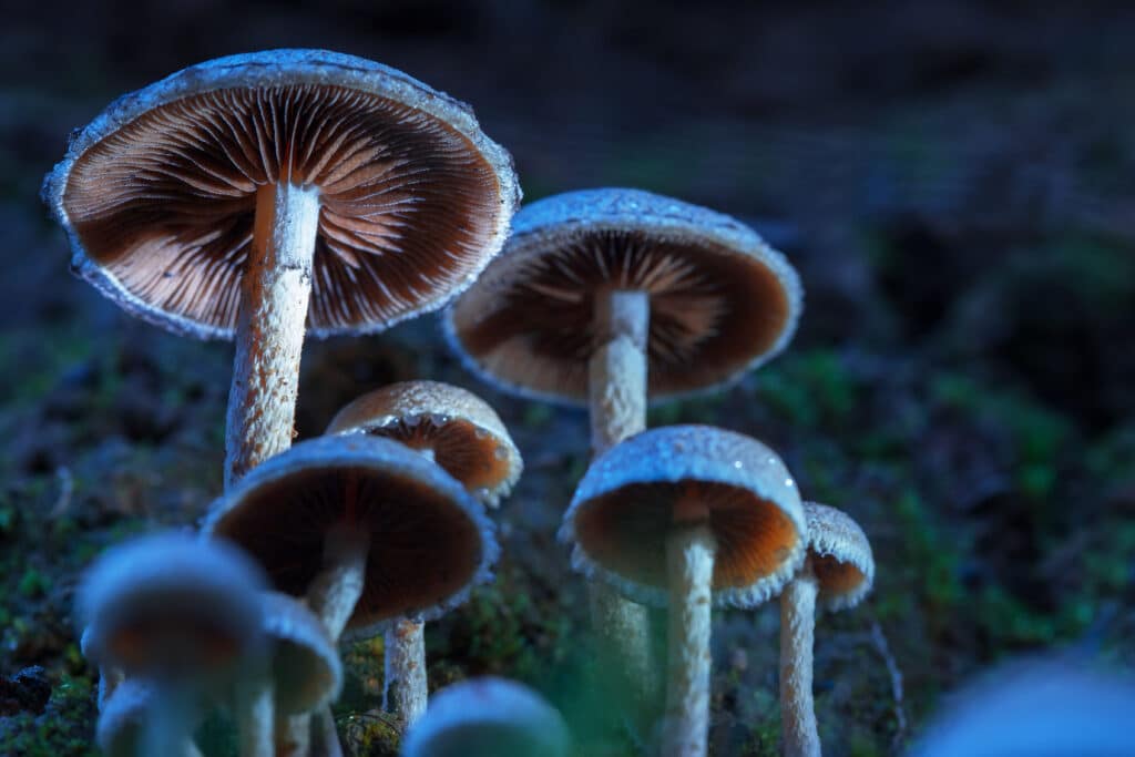 Minneapolis decriminalized psychedelics like magic mushrooms
