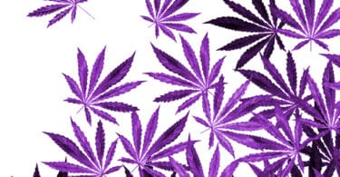 purple weed hlvd