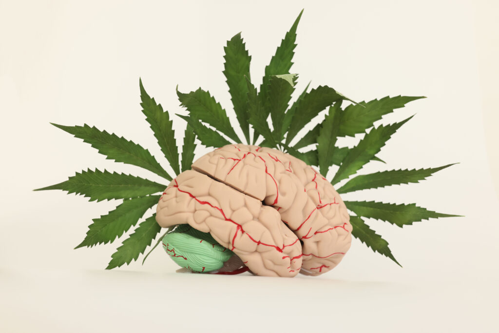 New research suggests cannabis helps brain function