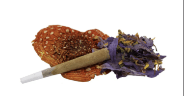 The Amanita Mushrooms and Blue Lotus Fusion