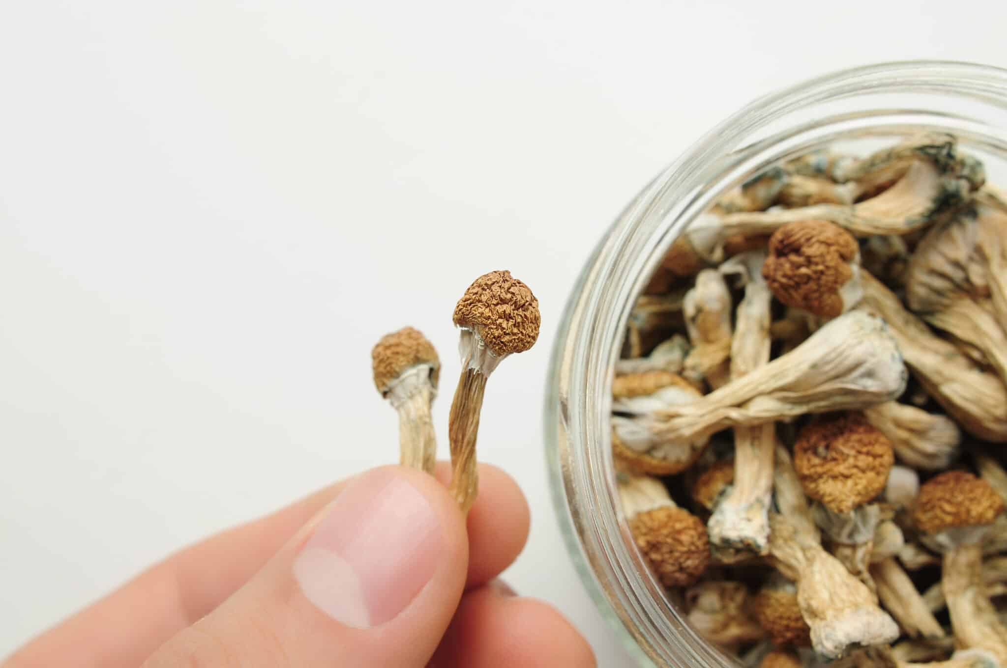 Storing Your Magic Mushrooms and Spores Cannadelics