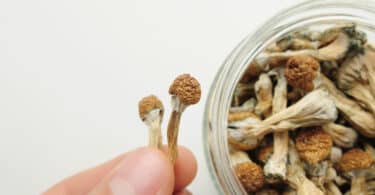 storing mushrooms spores