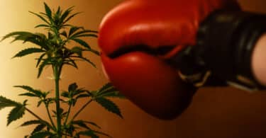weed boxing