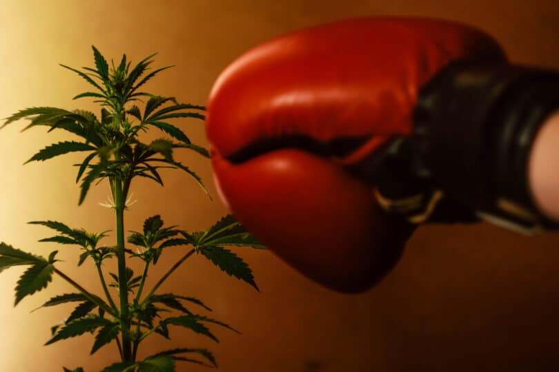 weed boxing