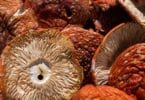 Amanita Mushroom Caps