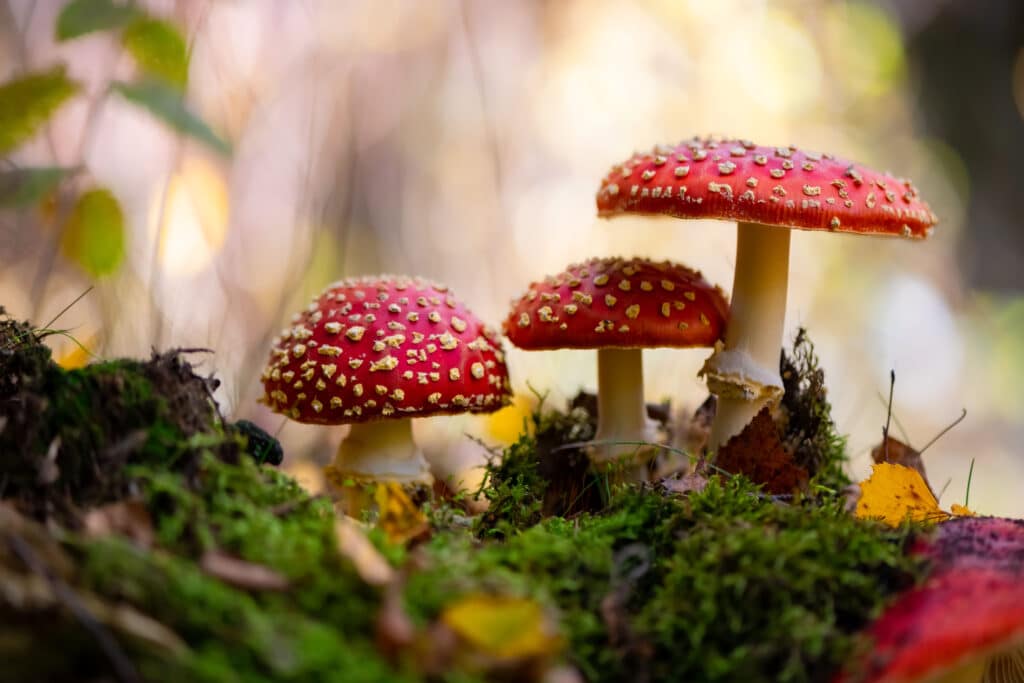 Amanita mushrooms are an example of plant drugs