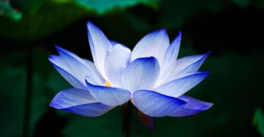 Blue lotus is a psychoactive plant