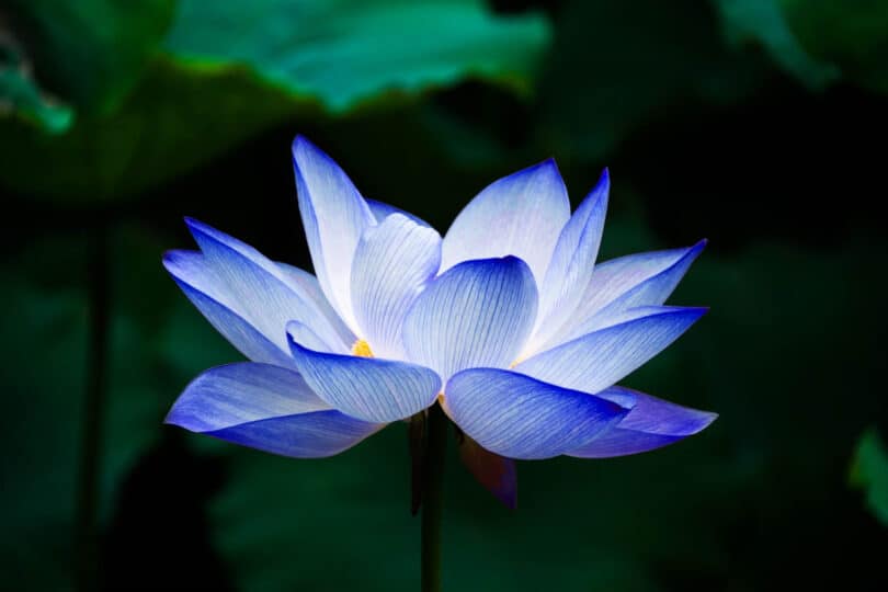 Blue lotus is a psychoactive plant