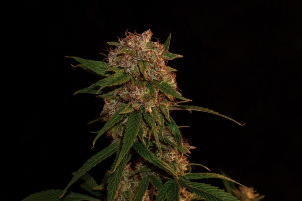 High grade cannabis flower