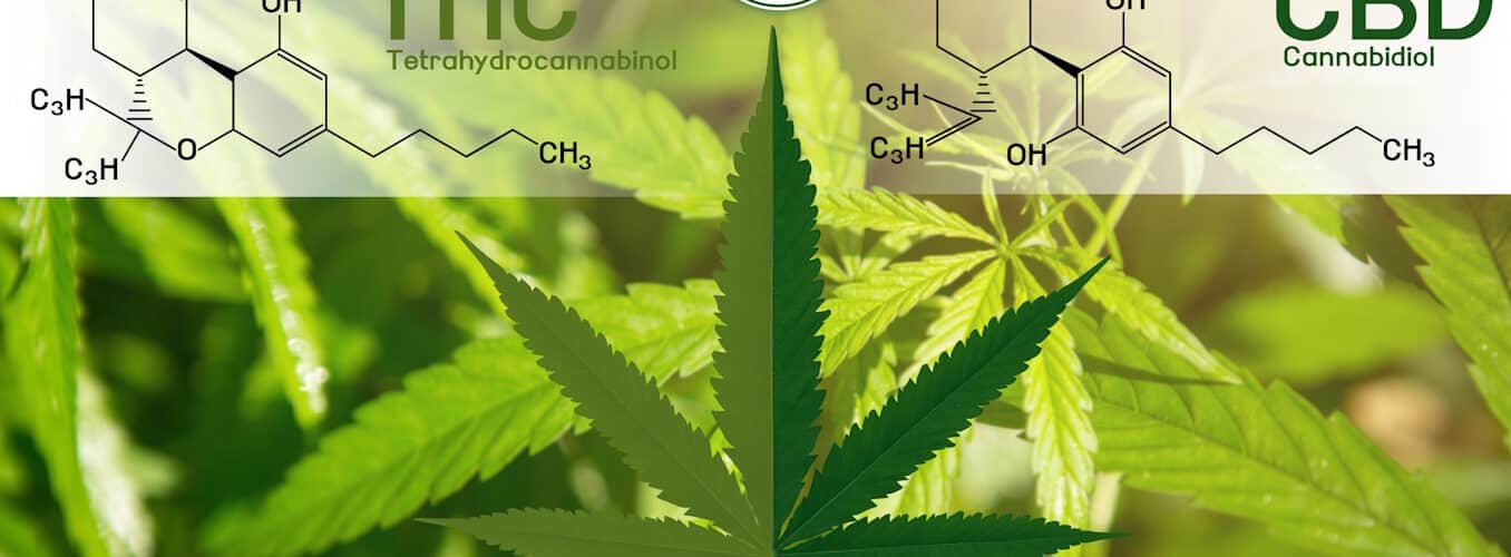 Israel: Other than THC all other cannabinoids are safe