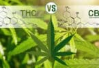 Israel: Other than THC all other cannabinoids are safe