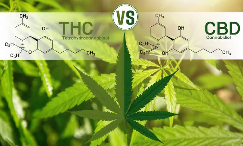 Israel: Other than THC all other cannabinoids are safe