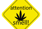 Minnesota: No More Vehicle Search Based Only on Weed Odor
