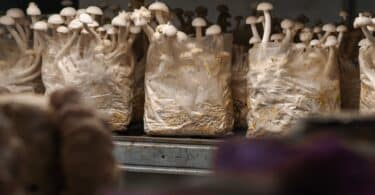 mushroom grow bags