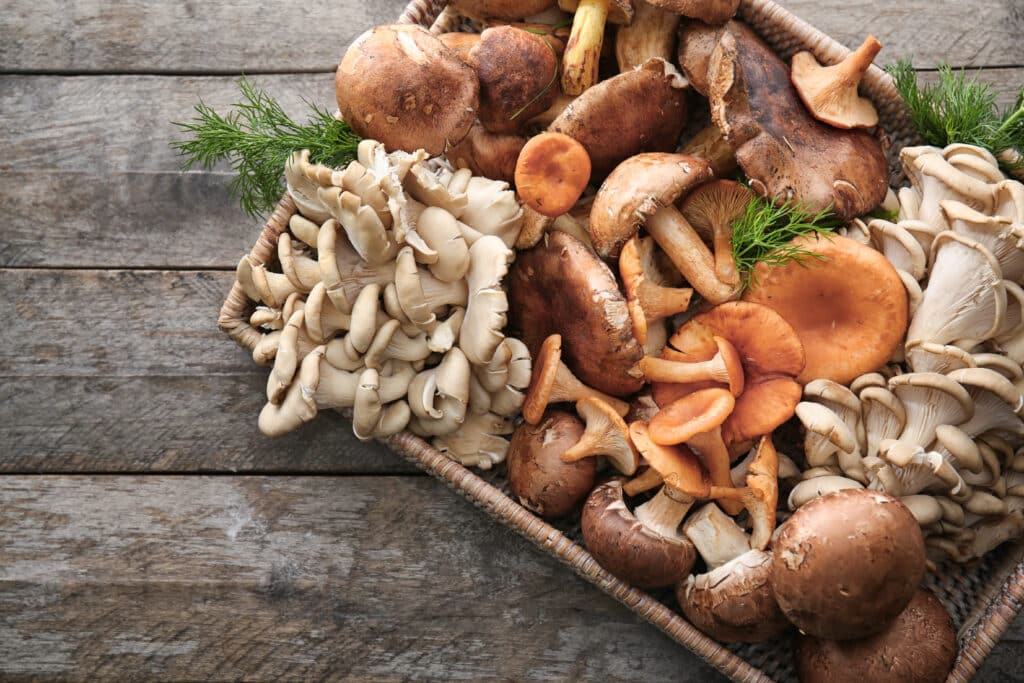 healthy mushrooms