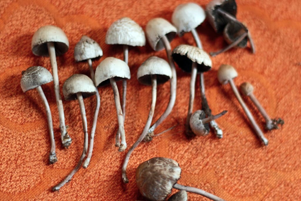 Massachusetts psychedelics ballot would legalize some entheogenic plants