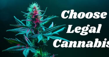 THCA Flower - Choose Legal Cannabis!