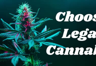 THCA Flower - Choose Legal Cannabis!