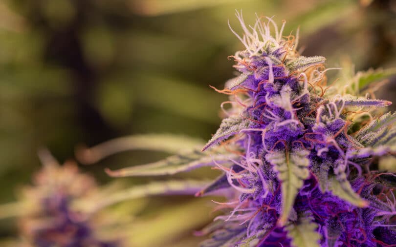 THC levels have gone up in marijuana plants