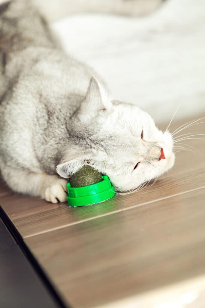 Cat with catnip ball