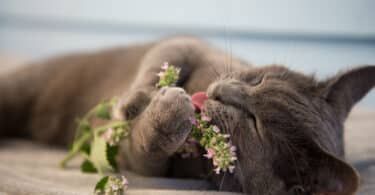 Cats can get a strong behavioral reaction to catnip