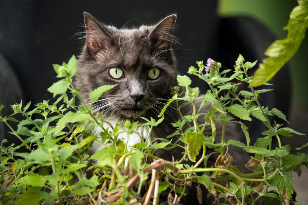Natural drug for cat is not the same for humans