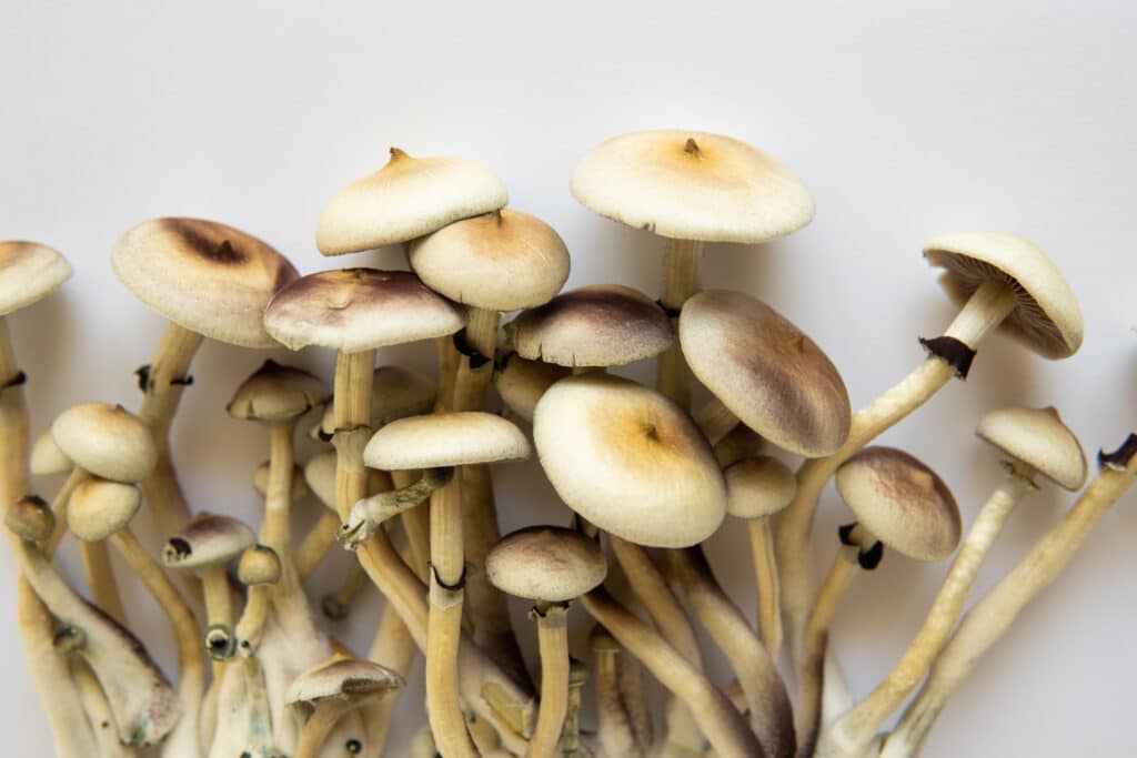 Research on psilocybin mushrooms for depression is promising