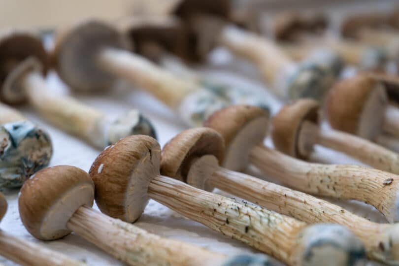 mushrooms strains beginners