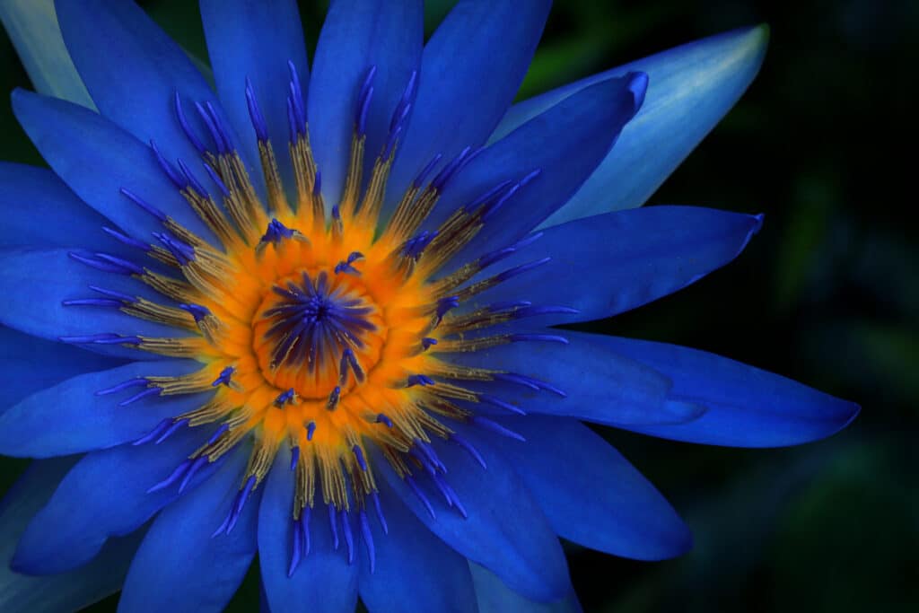Egyptian blue lotus