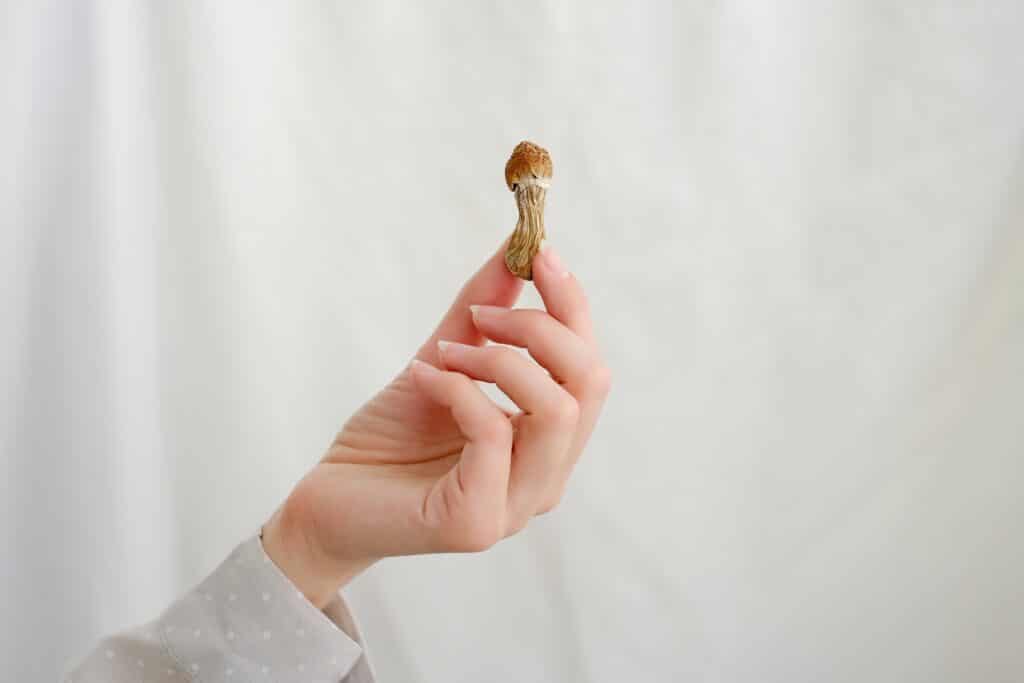 Several different magic mushroom strains exist, so you may be wondering which ones are best for beginners. Let's take a closer look.