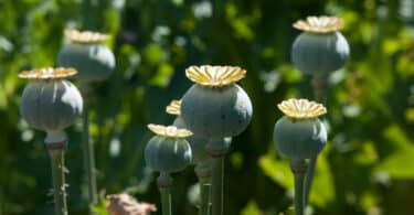 Australia Sees a Surge in Opium Imports, Indicating a Resurgence of the Ancient Drug