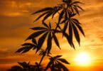 California Cannabis Sales Decline