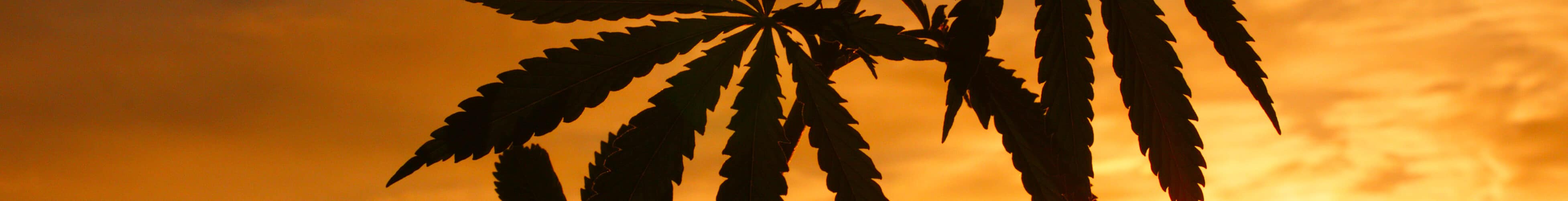 California Cannabis Sales Decline