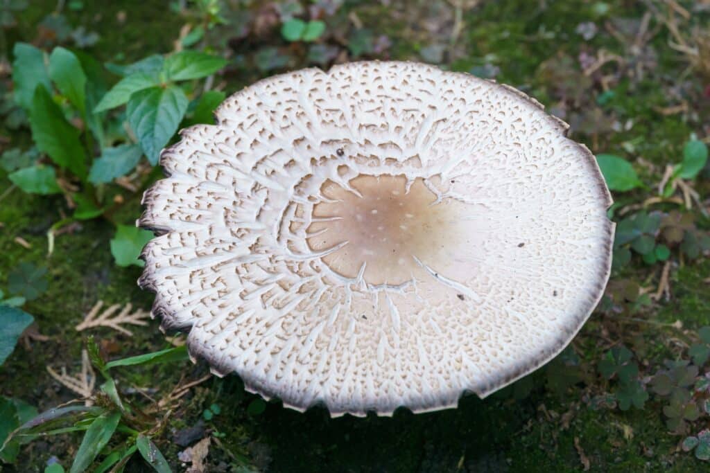 Cooking Doesn't Eliminate Toxins: Wild Mushroom Poisoning 