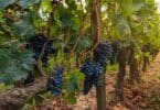 Hemp in Vineyards: Enhancing Vineyard Soil Health and Wine Flavor with Hemp